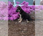 Small Photo #2 German Shepherd Dog Puppy For Sale in SEATTLE, WA, USA