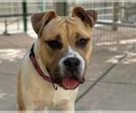 Small #1 American Pit Bull Terrier