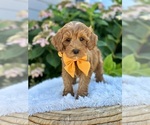 Image preview for Ad Listing. Nickname: Magnolia