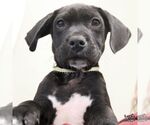 Small #9 Labrador Retriever Mix