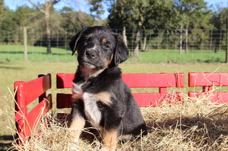 Australian Shepherd-Bluetick Coonhound Mix Puppy for sale in ROBERTSDALE, AL, USA