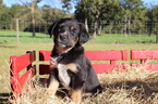 Small Australian Shepherd-Bluetick Coonhound Mix