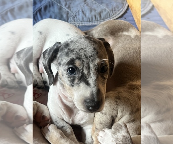 Medium Photo #118 Dachshund Puppy For Sale in LAKEBAY, WA, USA