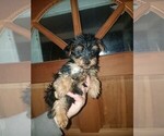 Small Photo #2 Yorkshire Terrier Puppy For Sale in SPENCER, TN, USA