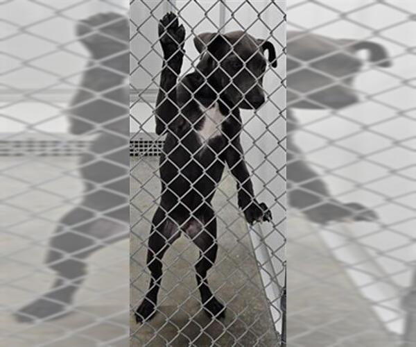 Medium Photo #1 Unknown-Weimaraner Mix Puppy For Sale in Temple, TX, USA