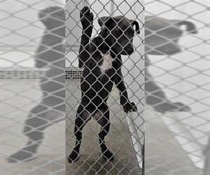 Unknown-Weimaraner Mix Dogs for adoption in Temple, TX, USA