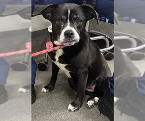 Boxer-Unknown Mix Dogs for adoption in Forestville, MD, USA