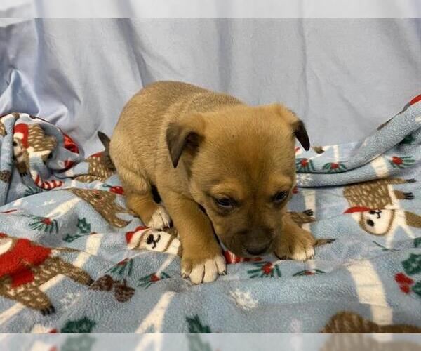 Medium Photo #1 Mutt Puppy For Sale in Modesto, CA, USA