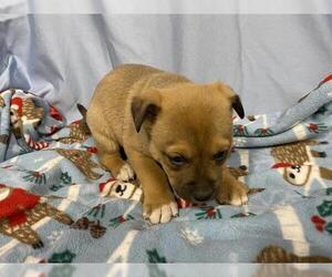 Mutt Dogs for adoption in Modesto, CA, USA