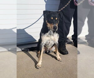 Mutt Dogs for adoption in Louisville, KY, USA