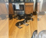 Small #7 German Shepherd Dog