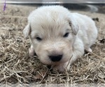 Puppy Purple Maremma Sheepdog
