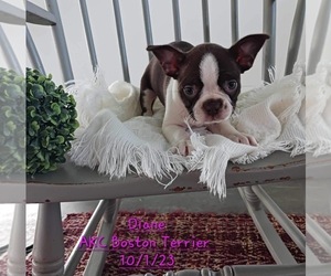 Boston Terrier Litter for sale in TOPEKA, IN, USA
