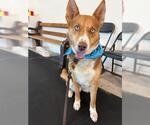 Small #1 Siberian Husky-Texas Heeler Mix