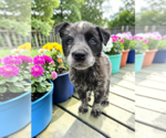 Small #4 Mutt