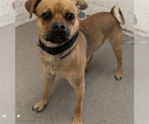 Medium Photo #1 Pug-Unknown Mix Puppy For Sale in San Bernardino, CA, USA