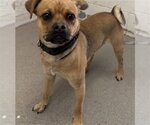 Small Pug Mix