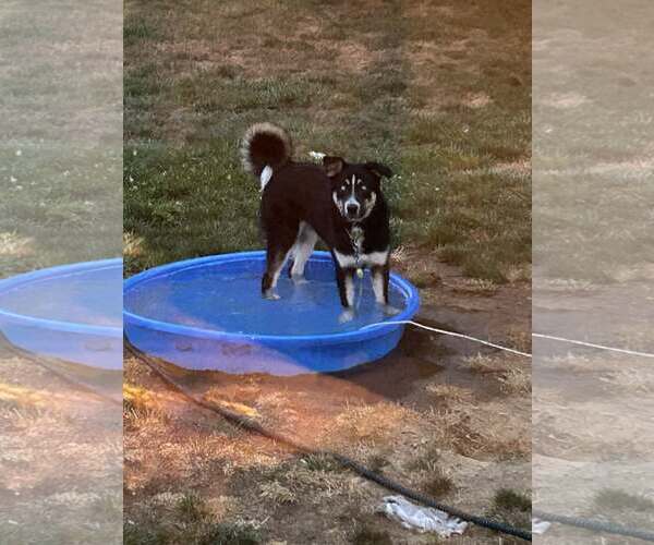 Medium Photo #5 Huskies -Unknown Mix Puppy For Sale in Woodbury, NY, USA