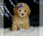 Small #5 Maltipoo