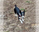 Small #2 Jack-Rat Terrier