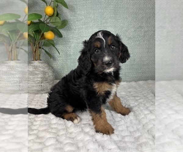 Medium Photo #3 Bernedoodle (Miniature) Puppy For Sale in FRANKLIN, IN, USA