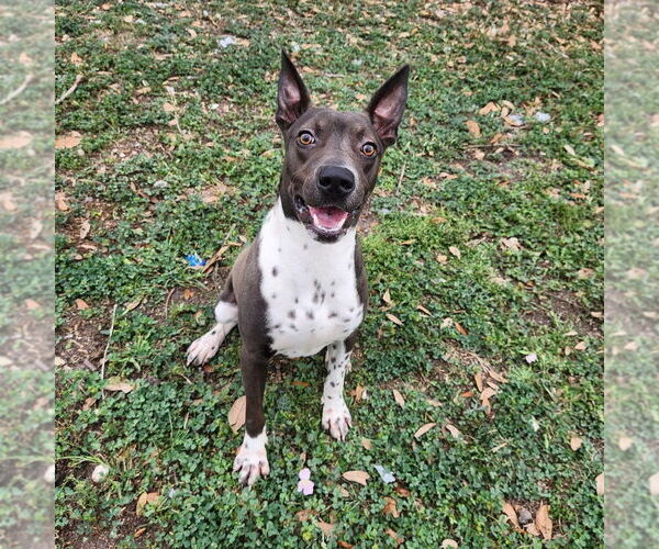 Medium Photo #2 Mutt Puppy For Sale in Rockaway, NJ, USA