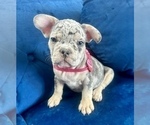 Small #6 French Bulldog