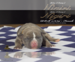 Small #5 American Bully