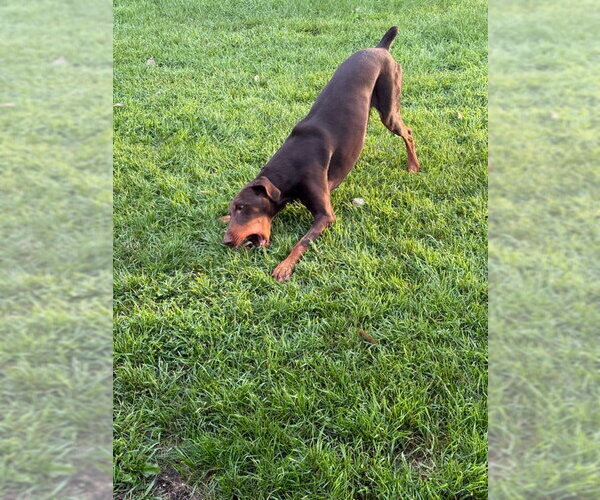Medium Photo #15 Doberman Pinscher Puppy For Sale in Buffalo, MN, USA