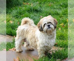 Mother of the ShihPoo puppies born on 03/29/2025