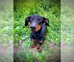Small Photo #5 Basschshund Puppy For Sale in Pleasanton, TX, USA