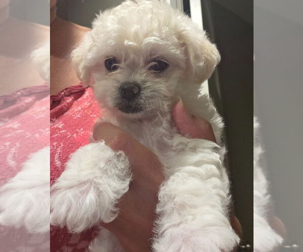 Medium Photo #2 Pug-Unknown Mix Puppy For Sale in Lake Forest, CA, USA