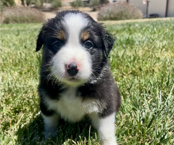 Medium Photo #7 Australian Shepherd Puppy For Sale in PASO ROBLES, CA, USA