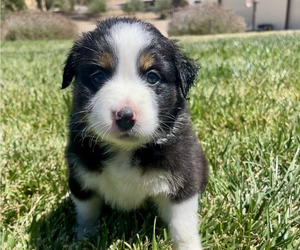 Medium Australian Shepherd