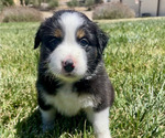 Puppy 6 Australian Shepherd