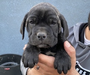 Cane Corso Puppy for Sale in BEAUMONT, California USA