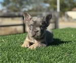 Small #3 French Bulldog
