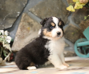 Australian Shepherd Puppy for sale in WESTFIELD, MA, USA