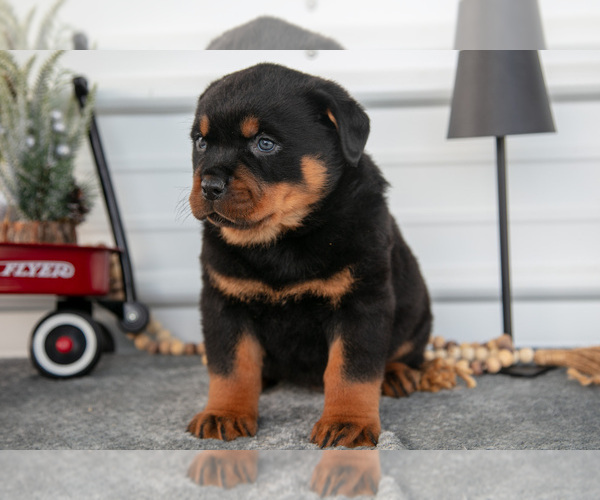 Medium Photo #9 Rottweiler Puppy For Sale in BRYANT, IN, USA