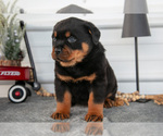 Small Photo #9 Rottweiler Puppy For Sale in BRYANT, IN, USA