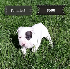 American Pit Bull Terrier Puppy for sale in WILLSBORO, NY, USA