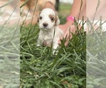 Puppy Puppy 7 Goldendoodle (Miniature)