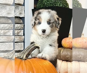 Australian Shepherd Puppy for sale in LODA, IL, USA
