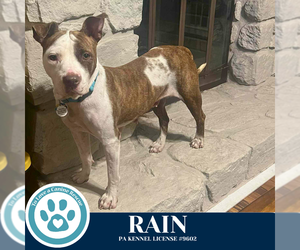 American Pit Bull Terrier-Unknown Mix Dogs for adoption in Kimberton, PA, USA