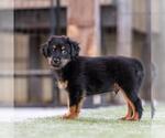 Small #3 Mutt
