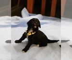 Small Photo #12 Goldendoodle Puppy For Sale in ALBION, IN, USA