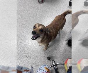 Chihuahua-Unknown Mix Dogs for adoption in Tallahassee, FL, USA