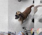 Small Chihuahua Mix