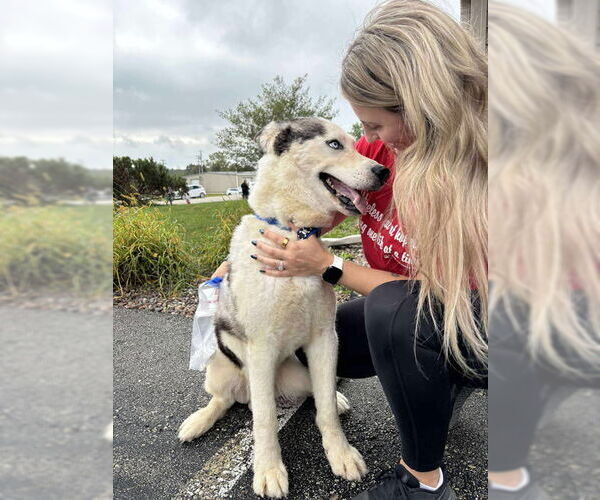 Medium Photo #14 Siberian Husky-Unknown Mix Puppy For Sale in Grafton, WI, USA