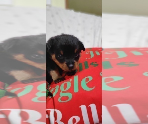 Medium Photo #9 Rottweiler Puppy For Sale in GENEVA, NY, USA